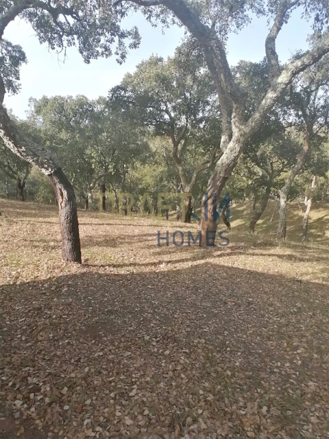 Terreno Agricola ou Rústico para Venda em Melides