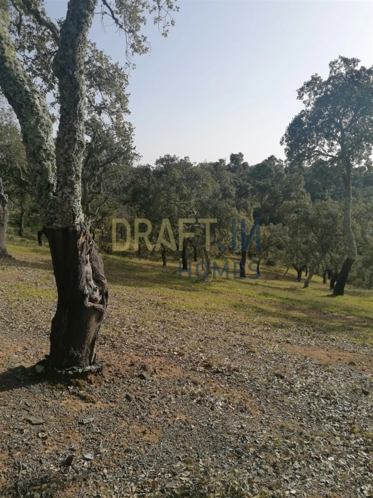 Terreno Agricola ou Rústico para Venda em Melides Foto 2