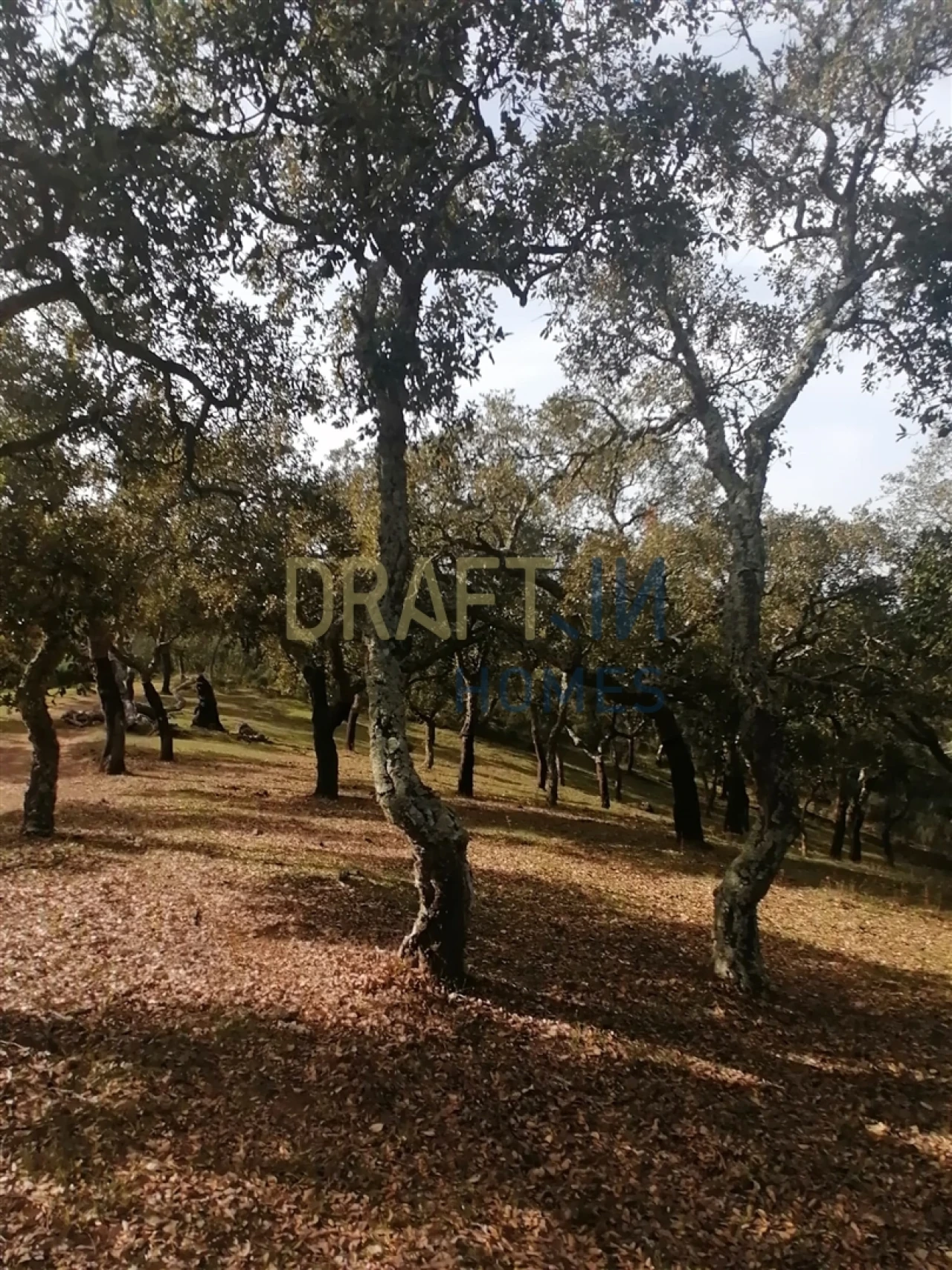 Terreno Agricola ou Rústico para Venda em Melides Foto 6