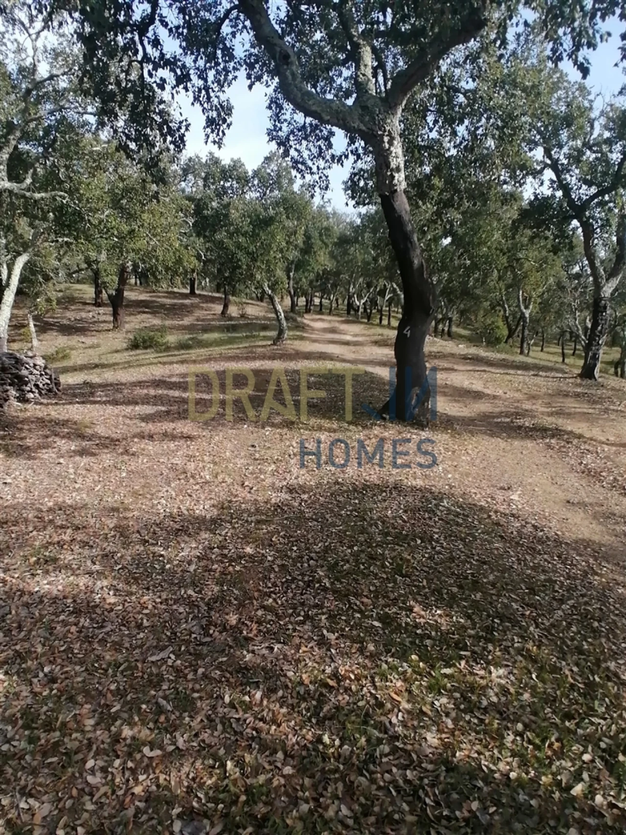 Terreno Agricola ou Rústico para Venda em Melides Foto 10