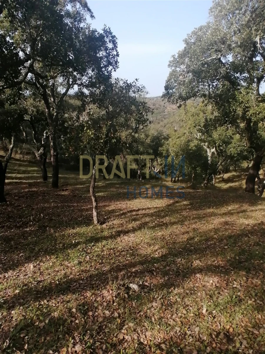Terreno Agricola ou Rústico para Venda em Melides Foto 13