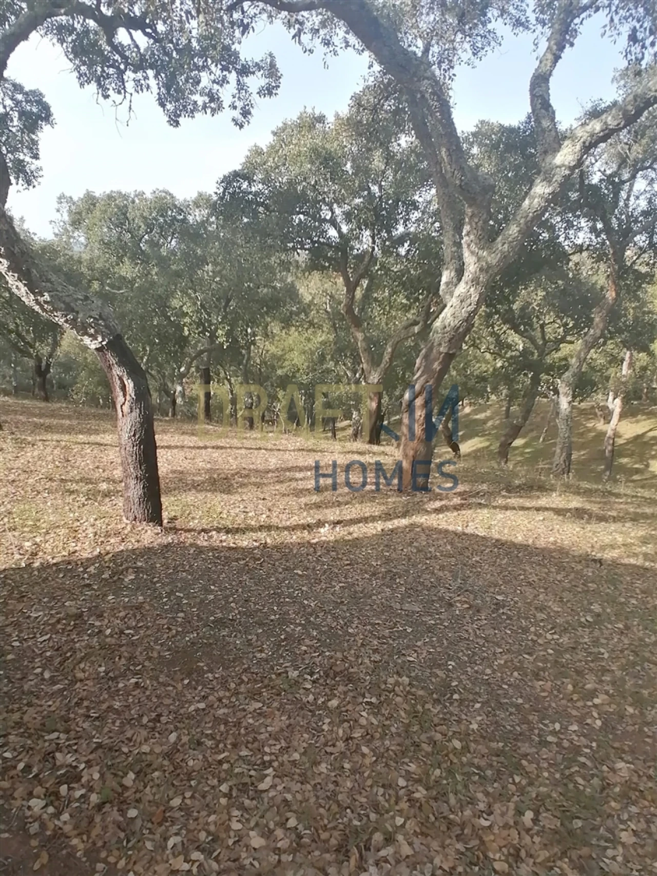 Terreno Agricola ou Rústico para Venda em Melides Foto 1