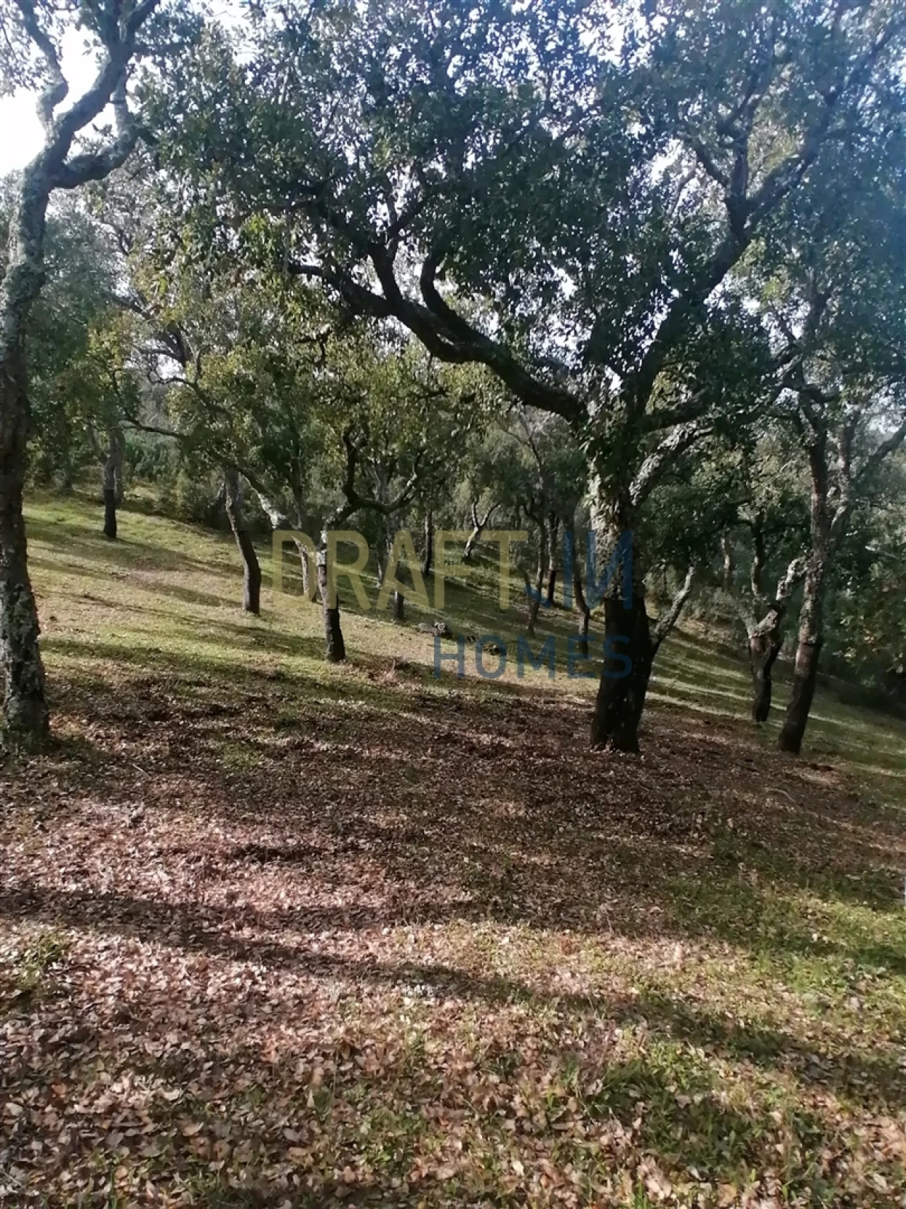 Terreno Agricola ou Rústico para Venda em Melides Foto 11