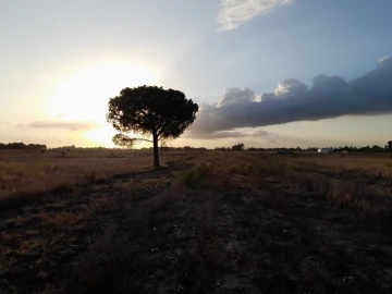 Terreno Agricola ou Rústico para Venda em Glória do Ribatejo e Granho
