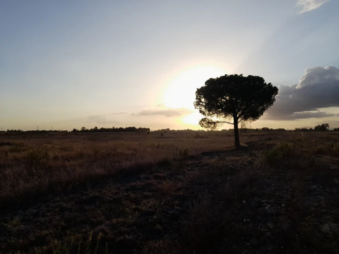 Terreno Agricola ou Rústico para Venda em Glória do Ribatejo e Granho Foto 3