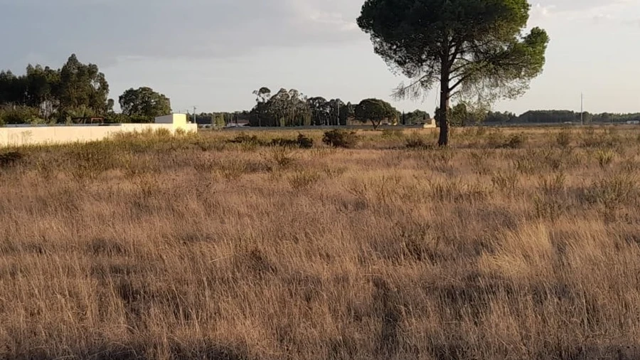 Terreno Agricola ou Rústico para Venda em Glória do Ribatejo e Granho