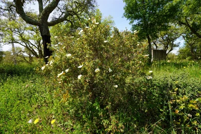 Terreno Agricola ou Rústico para Venda em Grândola e Santa Margarida da Serra