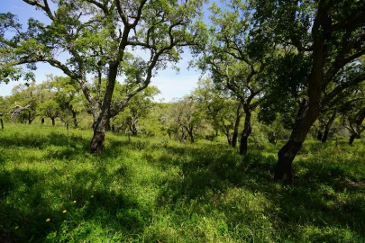 Terreno Agricola ou Rústico para Venda em Grândola e Santa Margarida da Serra