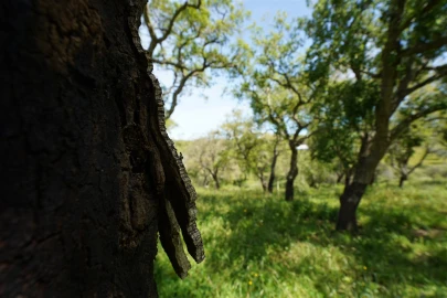Terreno Agricola ou Rústico para Venda em Grândola e Santa Margarida da Serra