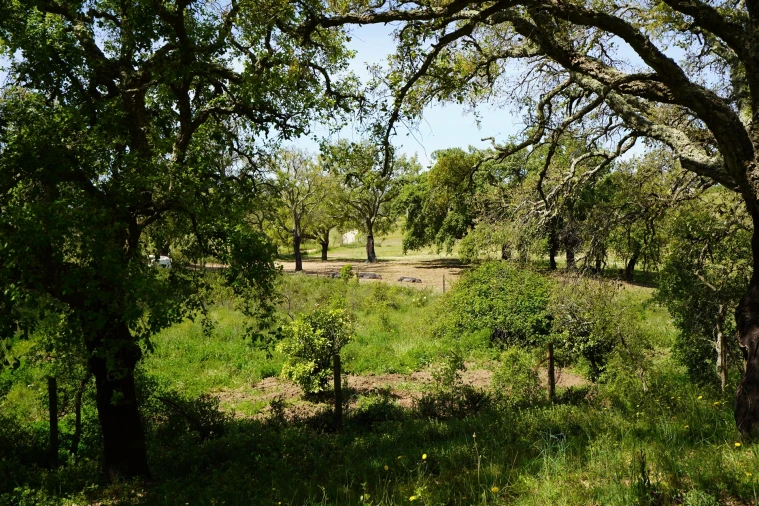 Terreno Agricola ou Rústico para Venda em Grândola e Santa Margarida da Serra Foto 5