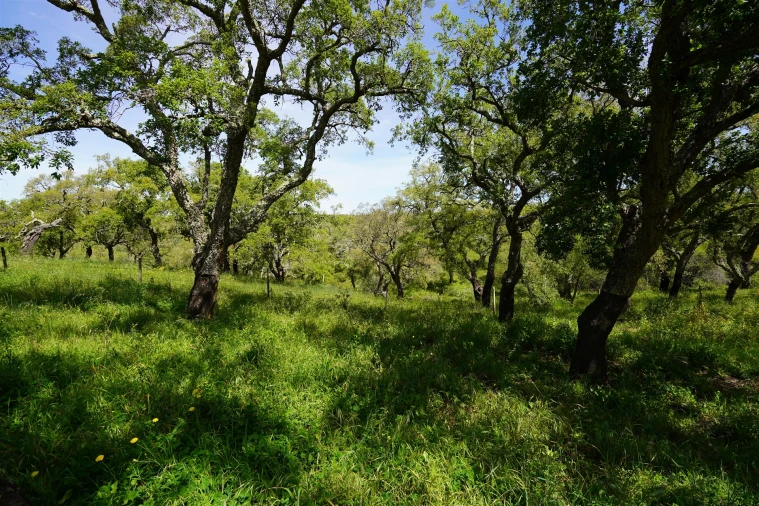 Terreno Agricola ou Rústico para Venda em Grândola e Santa Margarida da Serra Foto 16