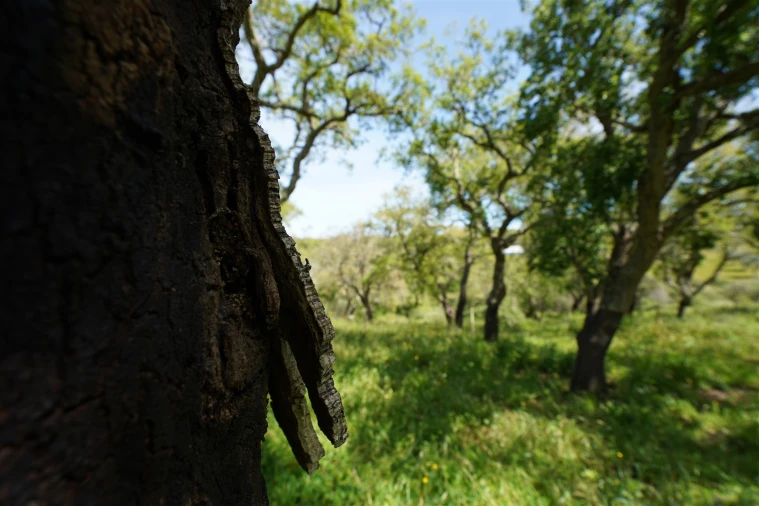 Terreno Agricola ou Rústico para Venda em Grândola e Santa Margarida da Serra Foto 15