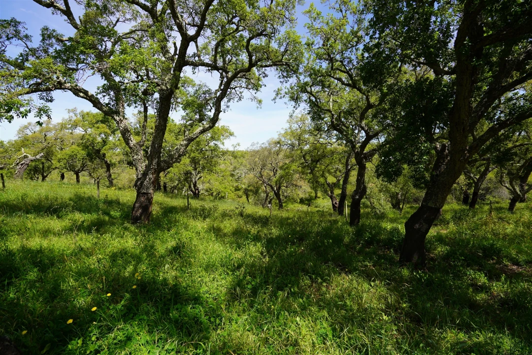 Terreno Agricola ou Rústico para Venda em Grândola e Santa Margarida da Serra Foto 16