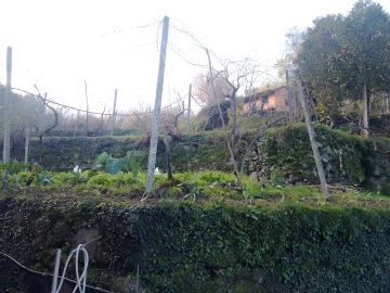 Terreno Agricola ou Rústico para Venda em Cinfães