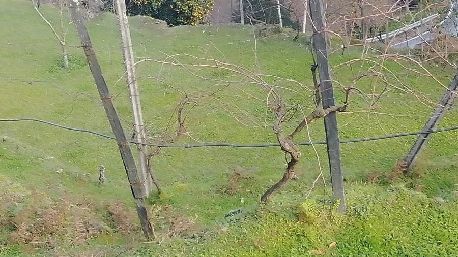 Terreno Agricola ou Rústico para Venda em Cinfães