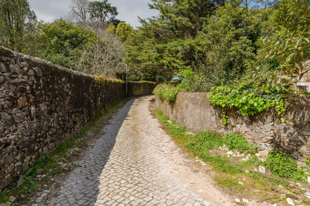 Terreno para Venda em Santa Maria e São Miguel, São Martinho, São Pedro Penaferrim Foto 22