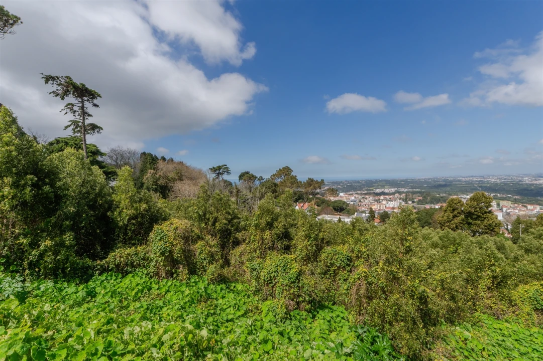 Terreno para Venda em Santa Maria e São Miguel, São Martinho, São Pedro Penaferrim Foto 25