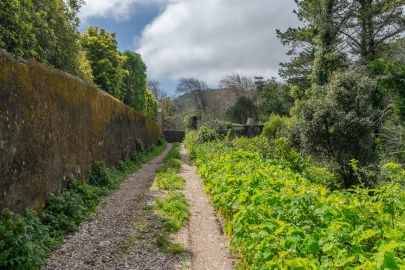 Terreno para Venda em Santa Maria e São Miguel, São Martinho, São Pedro Penaferrim