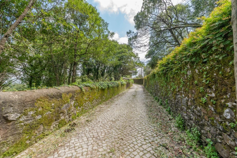 Terreno para Venda em Santa Maria e São Miguel, São Martinho, São Pedro Penaferrim Foto 14
