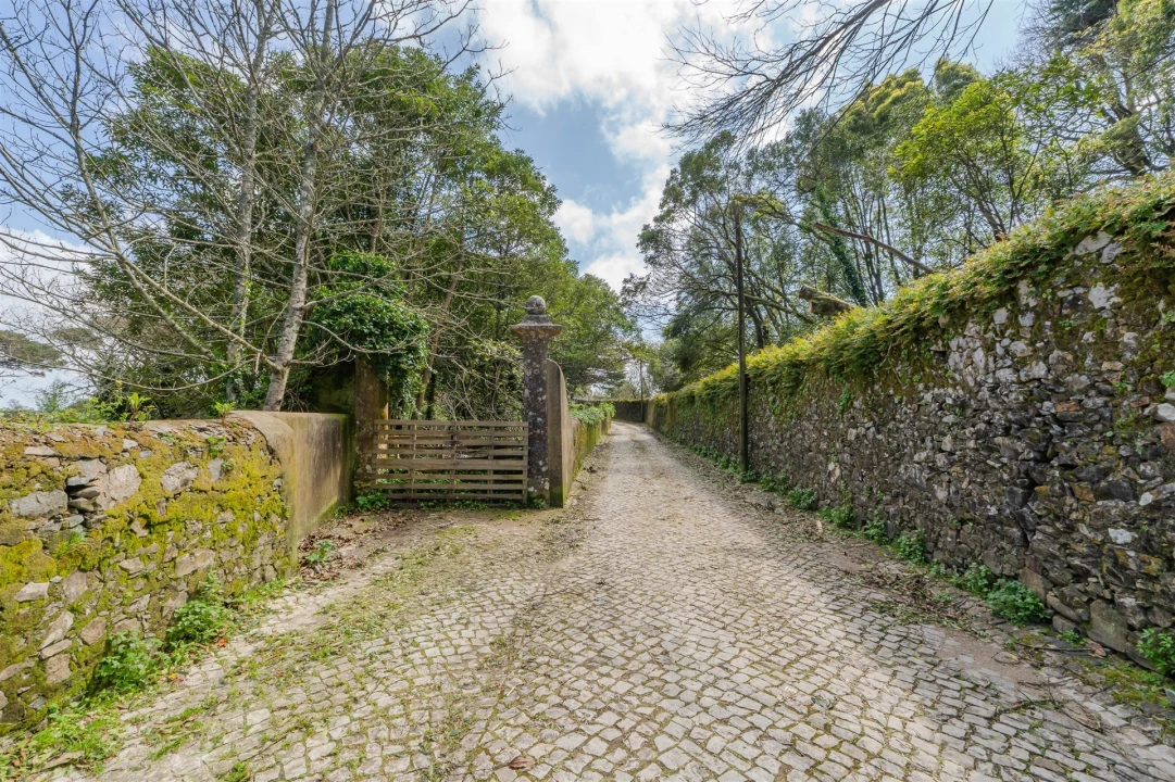 Terreno para Venda em Santa Maria e São Miguel, São Martinho, São Pedro Penaferrim Foto 15