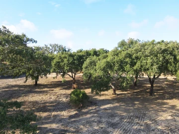 Terreno Agricola ou Rústico para Venda em Grândola e Santa Margarida da Serra