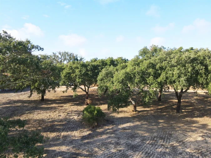 Terreno Agricola ou Rústico para Venda em Grândola e Santa Margarida da Serra Foto 2