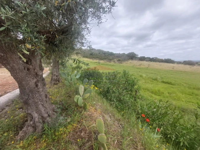 Quinta T3 para Venda em Terena (São Pedro) Foto 31