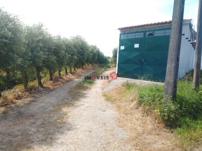 Terreno para Venda em Almoster Foto 14