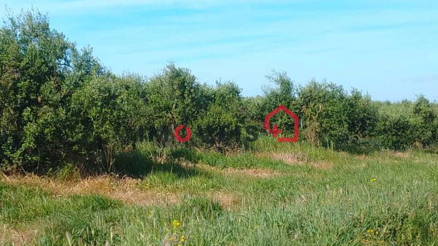 Terreno para Venda em Almoster