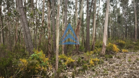 Terreno para Venda em Redinha