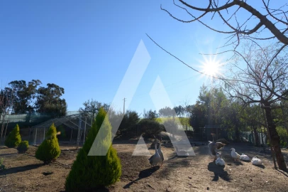 Quinta T6 para Venda em Ferro