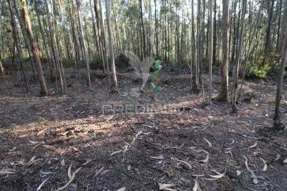 Terreno para Venda em Lagares e Figueira