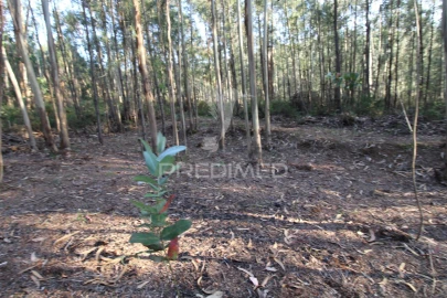 Terreno para Venda em Lagares e Figueira