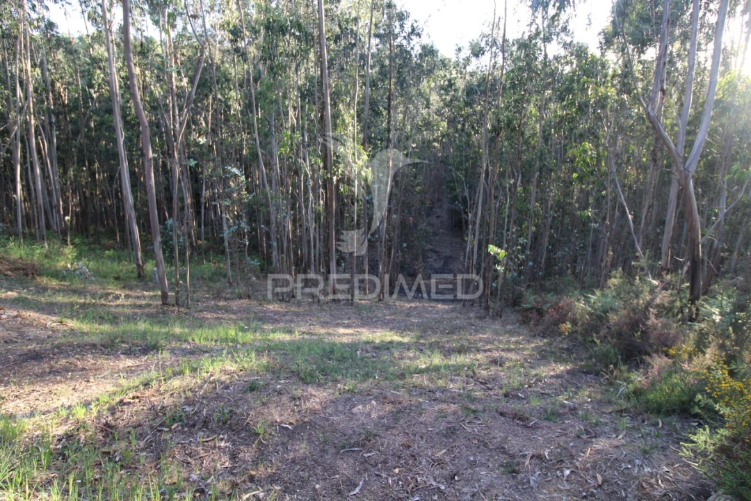 Terreno para Venda em Lagares e Figueira Foto 7