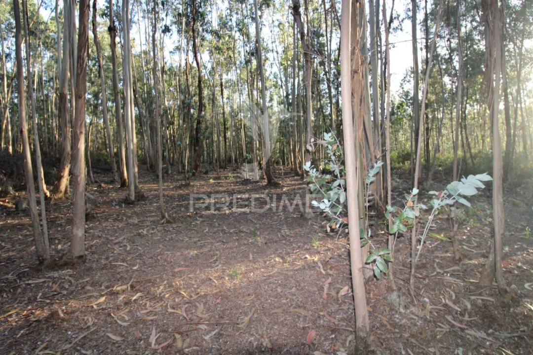 Terreno para Venda em Lagares e Figueira Foto 3