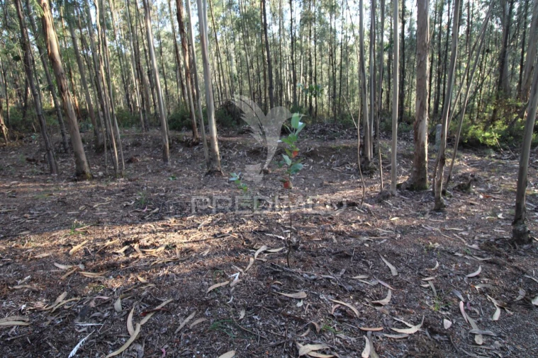 Terreno para Venda em Lagares e Figueira Foto 2