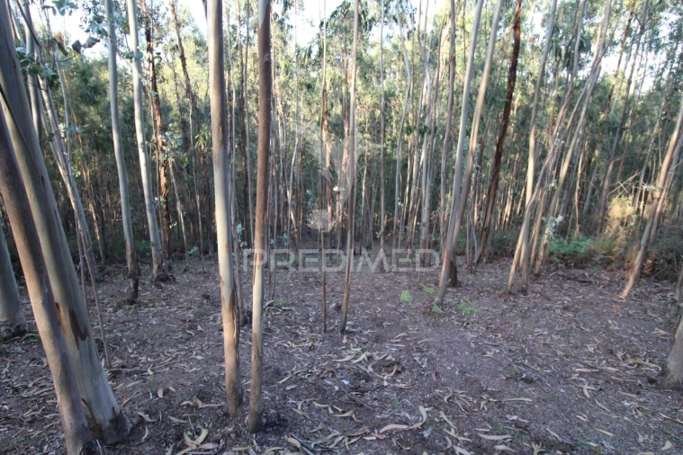 Terreno para Venda em Lagares e Figueira Foto 4