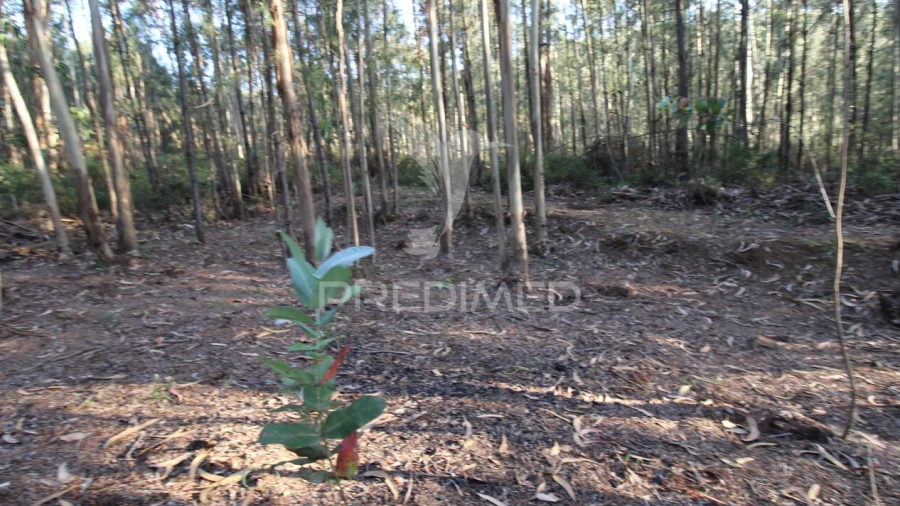 Terreno para Venda em Lagares e Figueira
