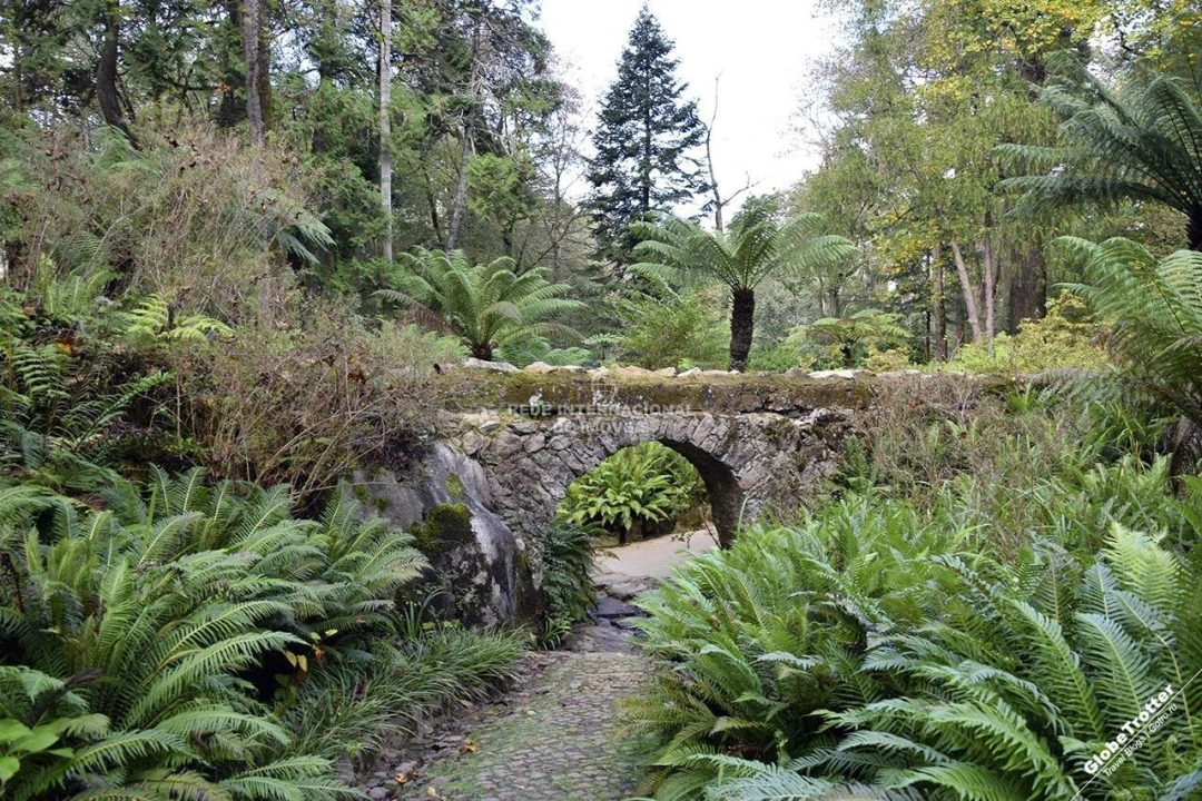 Terreno para Venda em Santa Maria e São Miguel, São Martinho, São Pedro Penaferrim Foto 7