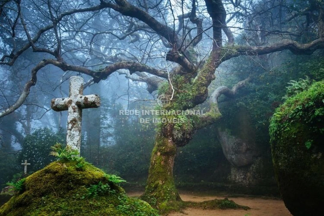 Terreno para Venda em Santa Maria e São Miguel, São Martinho, São Pedro Penaferrim Foto 29