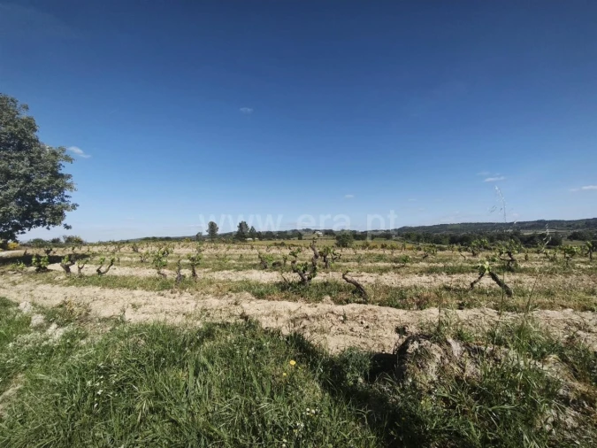 Terreno para Venda em Caria Foto 4