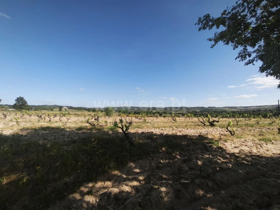 Terreno para Venda em Caria Foto 3