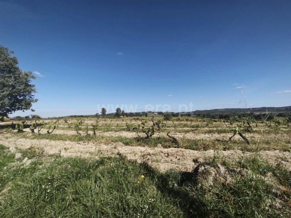 Terreno para Venda em Caria Foto 4