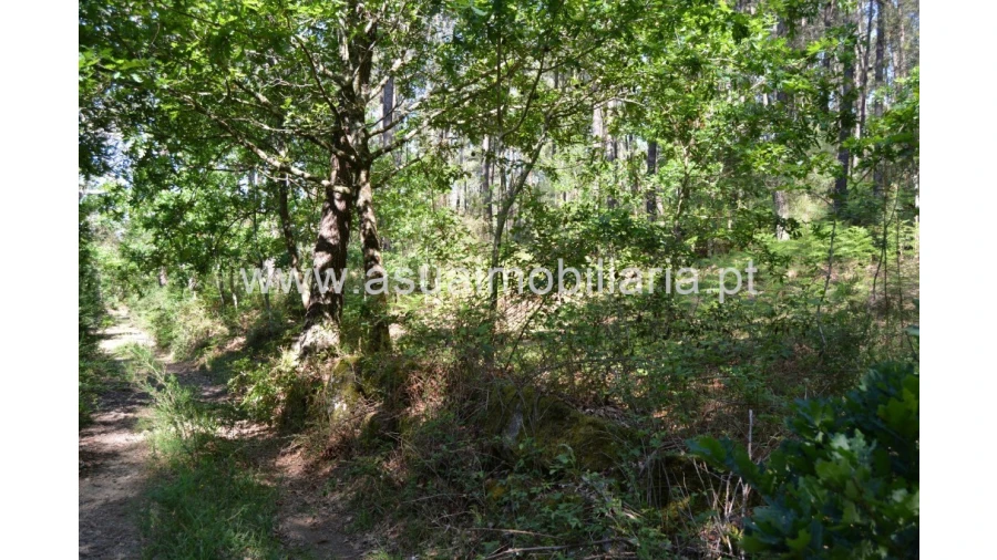 Terreno para Venda em Caires Foto 4