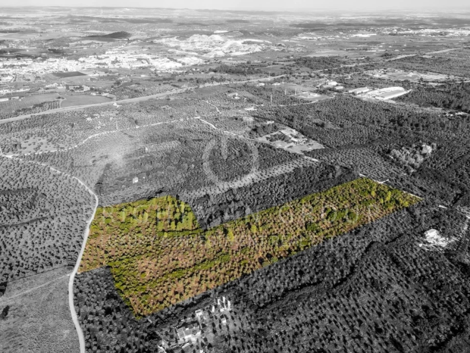 Terreno para Venda em Borba (Matriz) Foto 23
