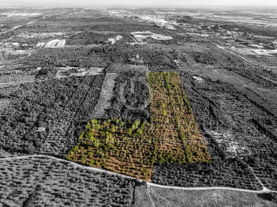 Terreno para Venda em Borba (Matriz) Foto 26