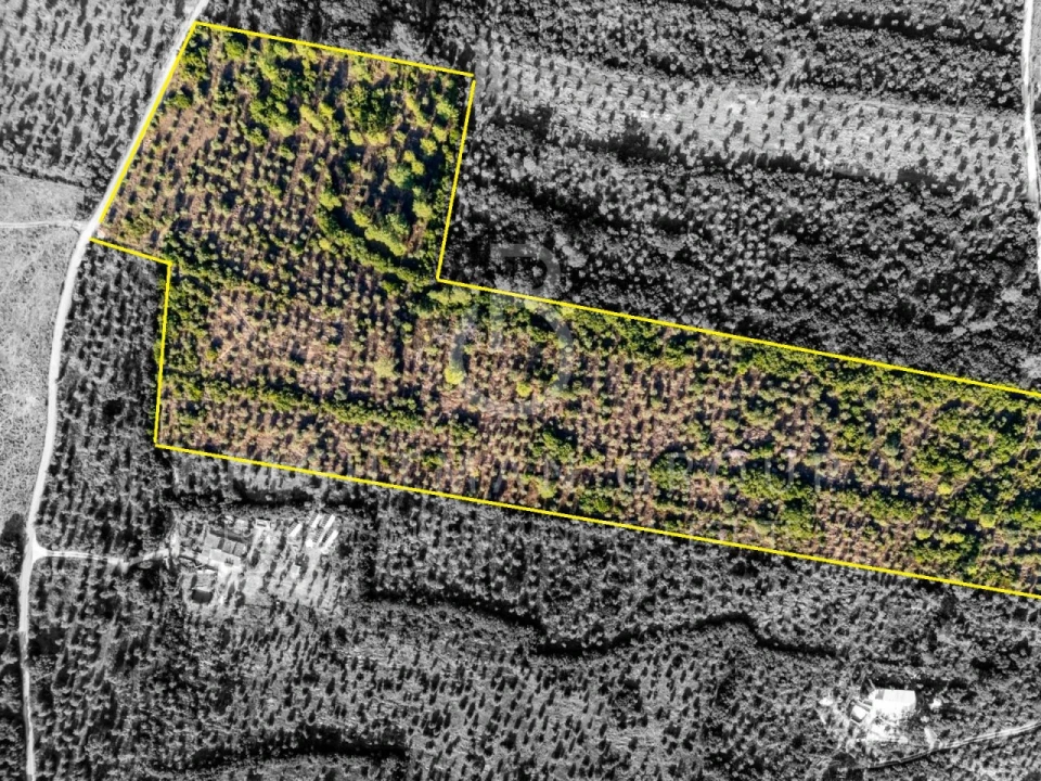 Terreno para Venda em Borba (Matriz) Foto 1