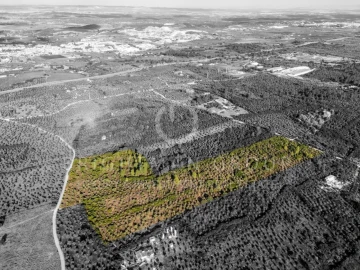 Terreno para Venda em Borba (Matriz)