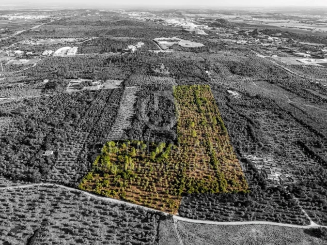 Terreno para Venda em Borba (Matriz) Foto 26