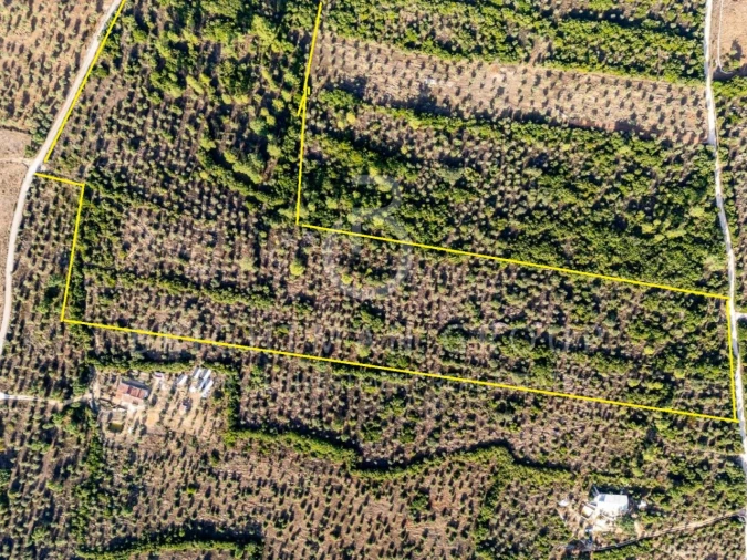 Terreno para Venda em Borba (Matriz) Foto 25